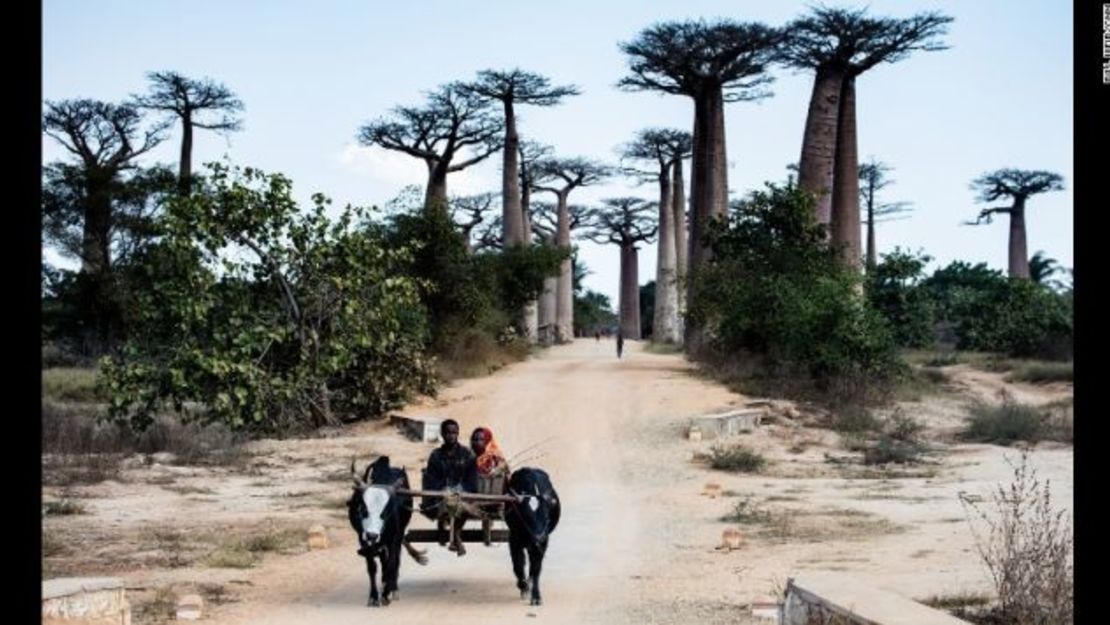 Los famosos baobab de Madagascar.