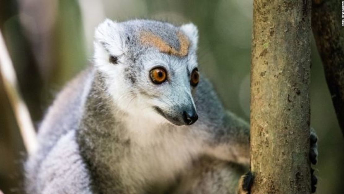 Este tipo de lémures son solo algunos de los fascinantes animales que se encuentran exclusivamente en Madagascar.