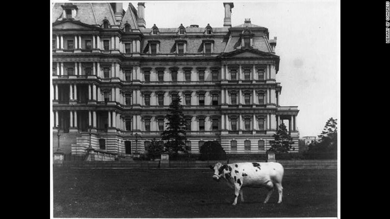 La vaca mascota del presidente William Howard Taft.