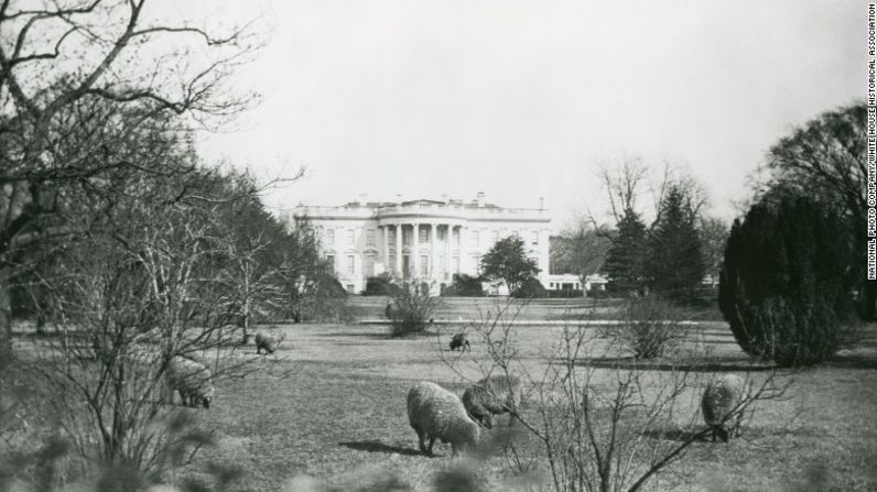 Las ovejas del presidente Woodrow Wilson en el jardín de la Casa Blanca.