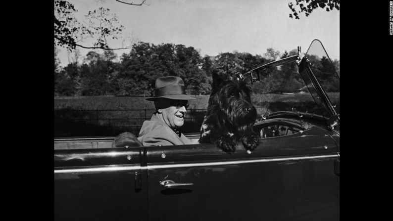 El presidente Franklin D. Roosevelt conduce su convertible junto a su perro Fala.