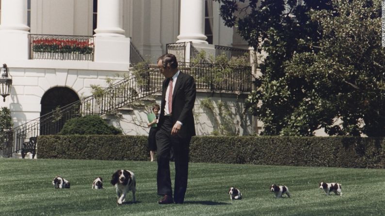 El presidente George H.W. Bush camina en la Casa Blanca junto a su perrita Millie y sus cachorros. En 1989, Millie dio a luz una camada de seis cachorros, incluyendo a Spot, quien luego volvió a la Casa Blanca con el presidente George W. Bush.