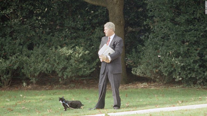 El presidente Bill Clinton camina con el gato de la familia, Socks, en la Casa Blanca en 1983.