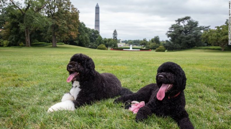 Un año después de la llegada de Bo, Sunny, también una perra de agua portugués, se integró a la familia Obama
