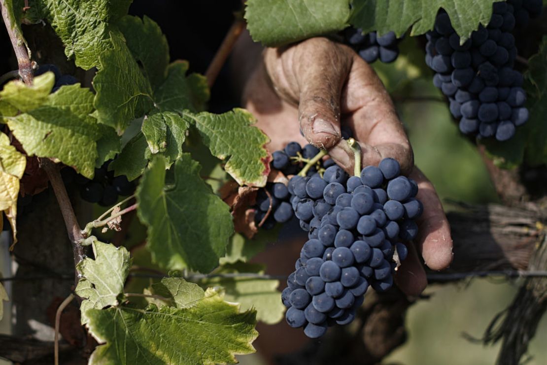 CNNE 460475 - italy-wine-harvest-weather