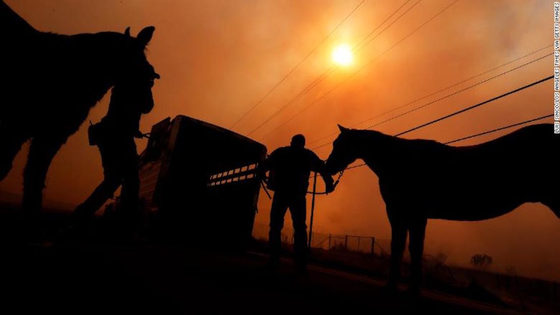 Policías de Los Ángeles evacuan un par de caballos en peligro por el incendio Creek que ardió en el Foothill Bulevar en Sylmar, California.