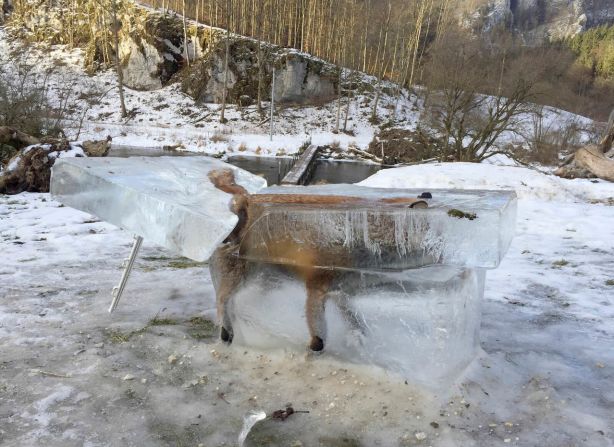 13 de enero — Aquí aparece un bloque de hielo con un zorro ahogado en la orilla del Río Danubio en Fridingen, Alemania. El zorro había caído en el río cuatro días antes.