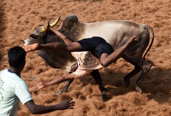 9 de febrero — Un toro empuja a un hombre durante un evento de domesticación de toros en el pueblo indio de Palamedu.