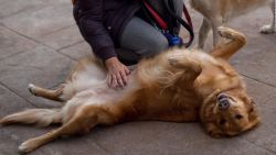 CNNE 476735 - san antonio perros animales espana mascotas