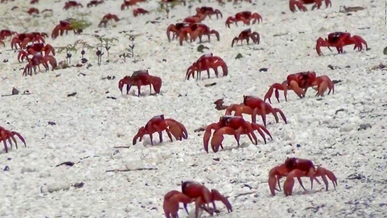 CNNE 476757 - cangrejos rojos isla de navidad australia