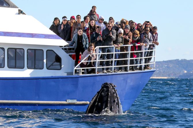 5 de agosto — Un grupo de turistas logran ver a una ballena jorobada a las afueras del puerto de Sydney en Australia.