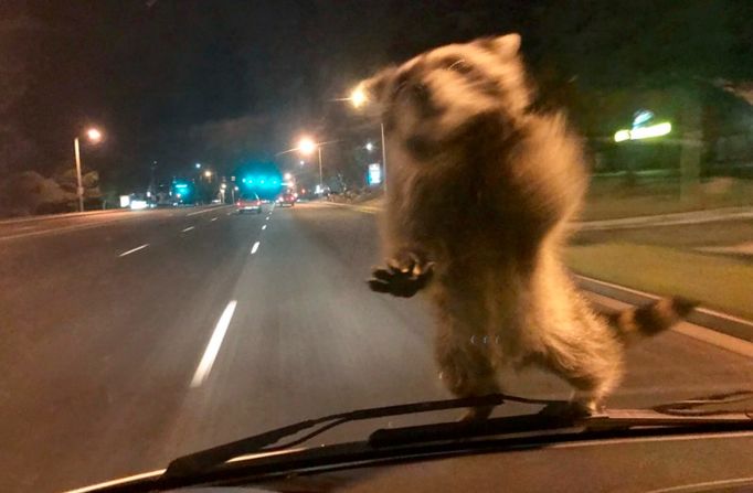 20 de septiembre — Un mapache aterriza en el parabrisas de una camioneta de la policía en Colorado Springs, Colorado. El oficial Chris Frabbiele dijo que estaba yendo al lugar de un accidente automovilístico cuando el mapache aterrizó en el vidrio. El animal saltó de la camioneta después de que Frabbiele se detuvo. Departamento de Policía de Colorado.