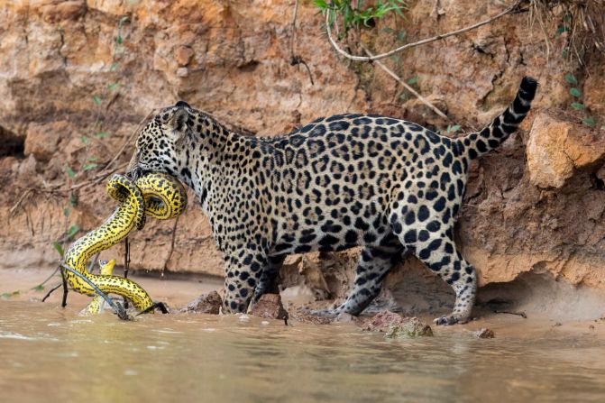 29 de septiembre — Un jaguar mata a una anaconda amarilla en el río Cuiaba en Mato Grosso, Brasil.