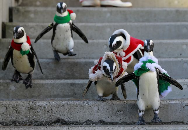 12 de diciembre - Pingüinos africanos visten sombreros, abrigos y bufandas de Navidad mientras caminan por el parque de diversiones Hakkejilma Sea Paradise en Japón.