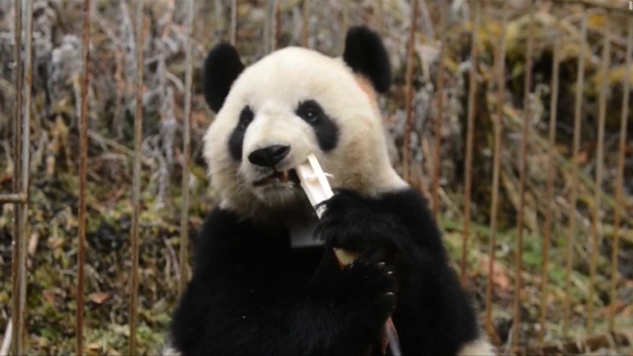 CNNE 478423 - osos panda