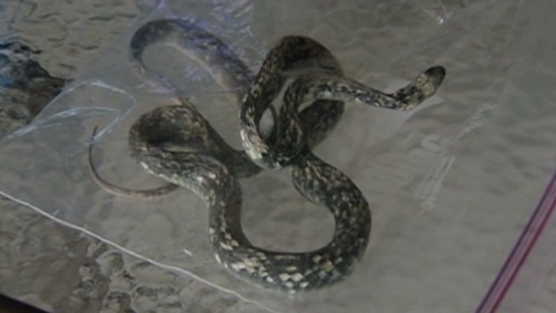 Un hombre se encuentra una serpiente al abrir una caja de cervezas | cnn