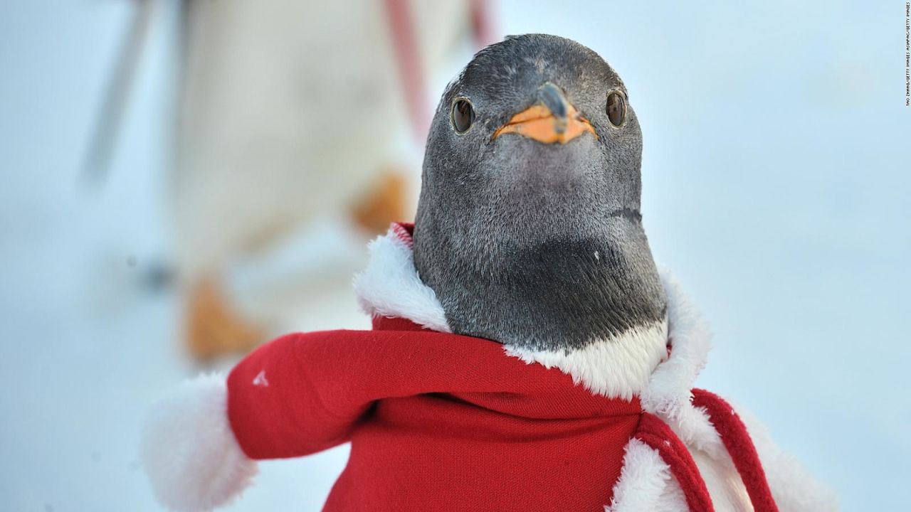 Derrítete de ternura con estos pingüinos vestidos de Santa Claus | CNN