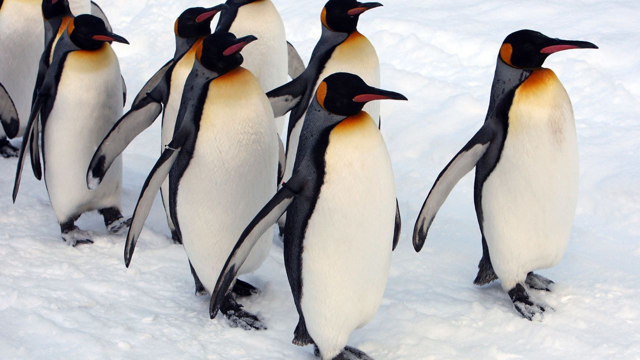 CNNE 481270 - up close viewing of animals attracts visitors to asahiyama zoo