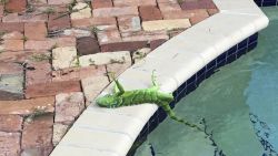 An iguana that froze lies near a pool after falling from a tree in Boca Raton, Fla., Thursday, Jan. 4, 2018. It's so cold in Florida that iguanas are falling from their perches in suburban trees.