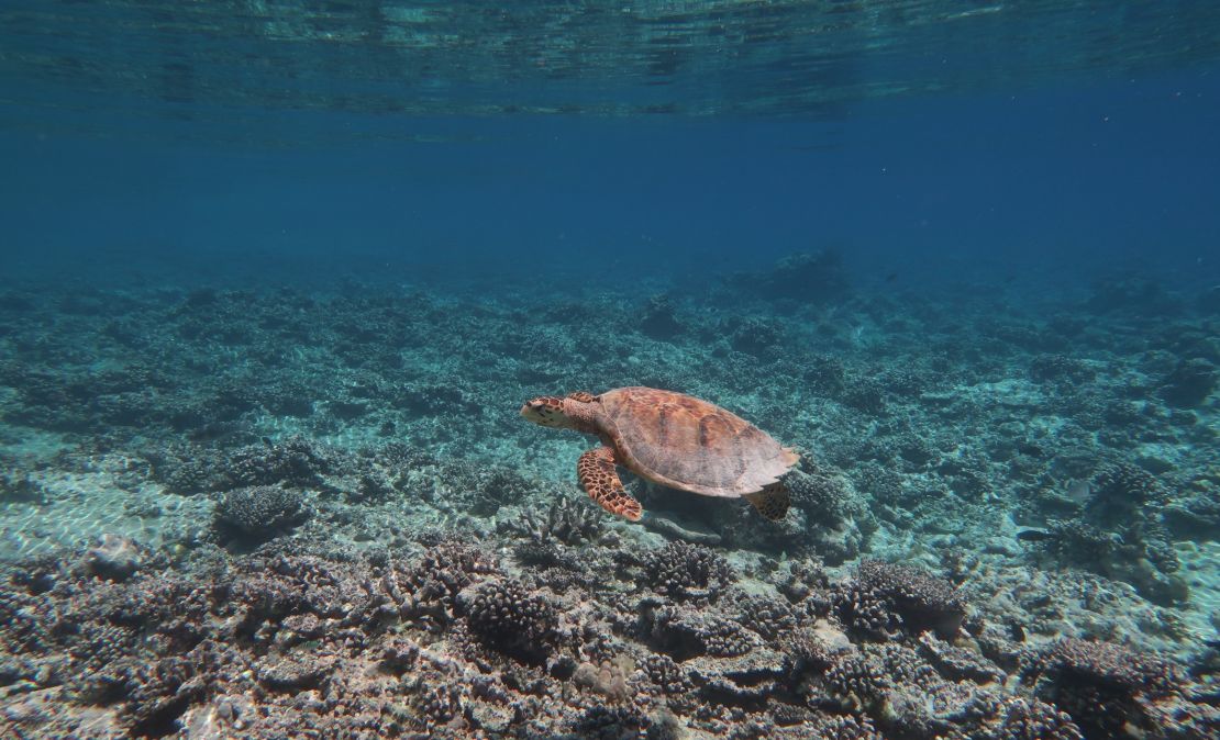 Una tortuga nada sobre un coral destruido por el blanqueamiento.