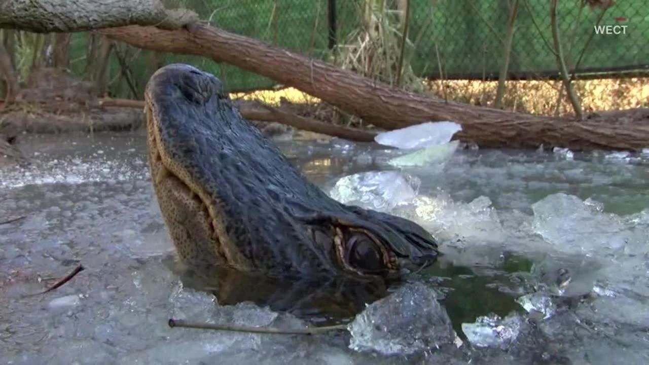 Así sobreviven los caimanes a las temperaturas gélidas bajo el agua