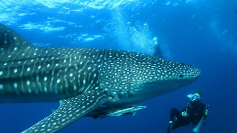 Nadar con tiburones ballena, Maldivas: los tiburones ballena son abundantes justo al sur del atolón de Ari del sur de las Maldivas. Los expertos locales conducen expediciones desde el Mirihi Island Resort en un yate de madera de 17 metros.