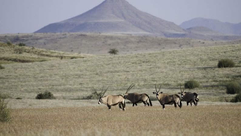 Rhino trekking, Namibia: acompañados por expertos de Save the Rhino, los viajeros parten antes del amanecer en 4x4, desde el remoto Desert Rhino Camp de Namibia, en busca de animales en peligro de extinción.