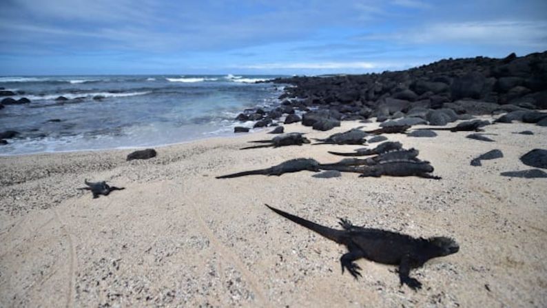 Islas Galápagos, Ecuador — El gobierno de Ecuador aprobó nuevas restricciones para evitar la gran cantidad de visitantes a uno de los hábitat naturales más famosos del mundo: presentar un boleto de avión de regreso, tener una reserva en un hotel o una carta de invitación de un residente local, y una tarjeta de control de tránsito, aunque no está claro desde cuándo empezarán a regir estas regulaciones. Te recomendamos visitar las Islas Ballestas en Perú, en la costa del Pacífico, cerca de Pisco, donde podrás encontrar miles de aves marinas, pingüinos, leones marinos y focas.