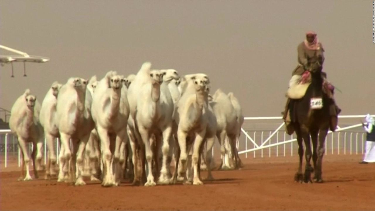 CNNE 486983 - camellos arabia saudita