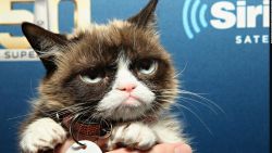 CNNE 487610 - grumpy cat