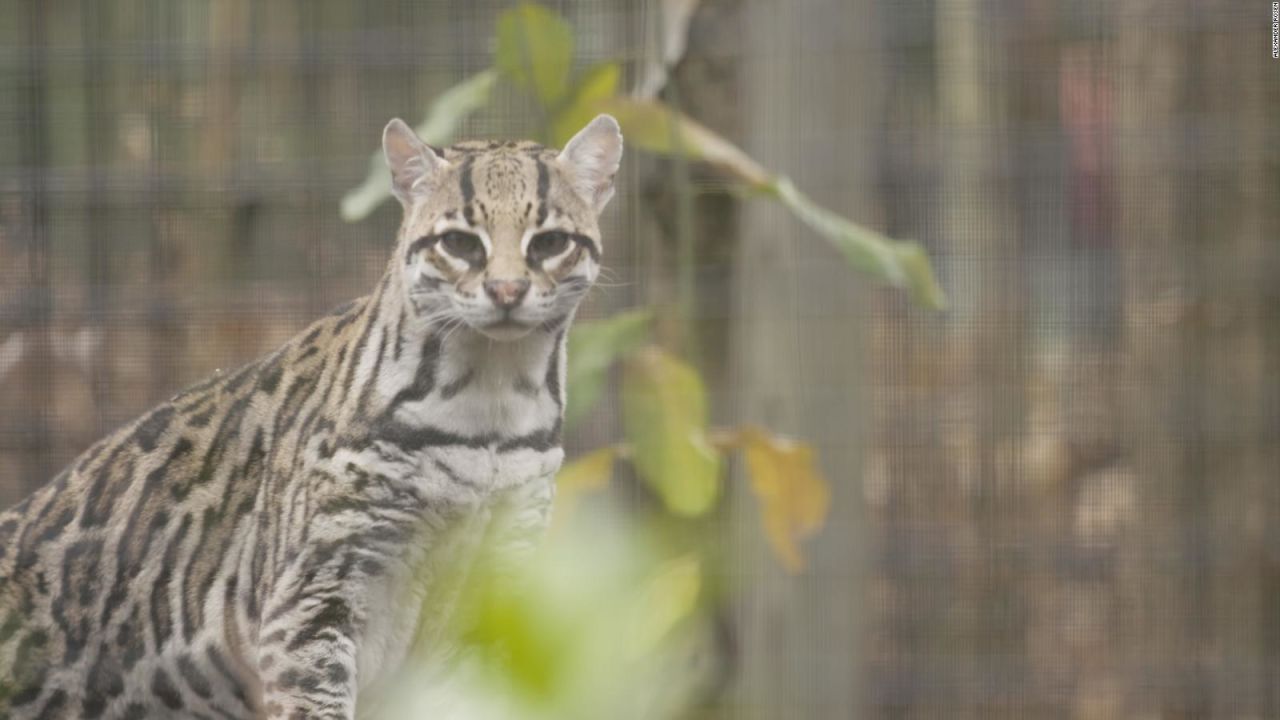 CNNE 492158 - ocelote muro mexico trump frontera animales felinos extincion