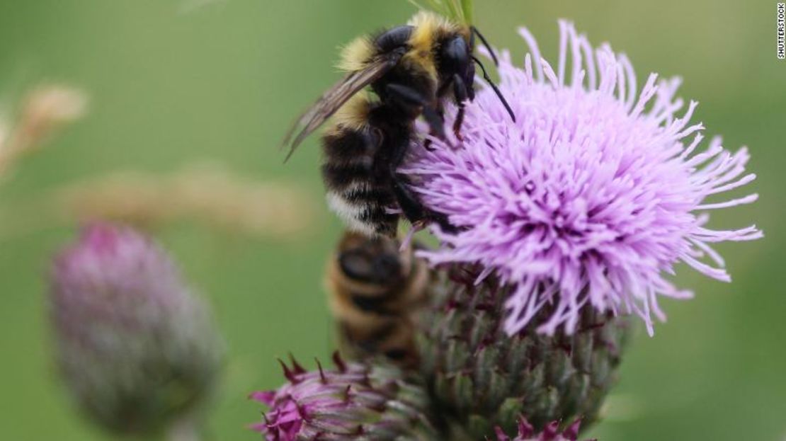 Abeja bombus sylvarum recolectando néctar de una flor.