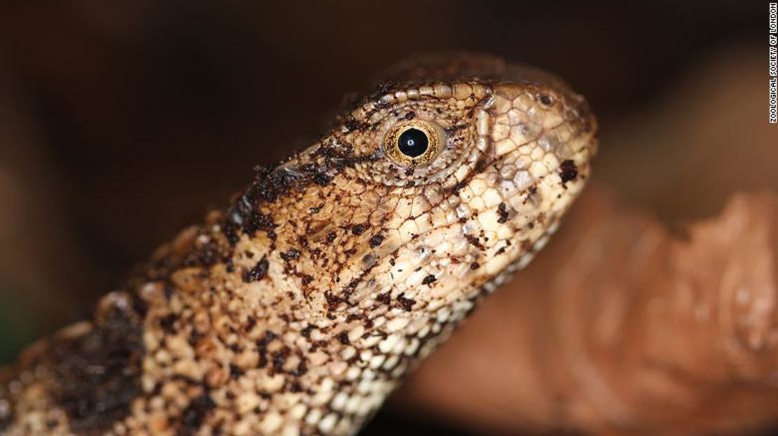 Shinisaurus crocodilurus