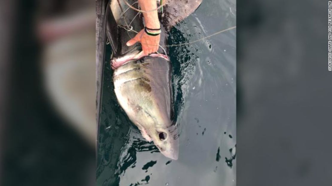 James Sulikowski y su equipo encontraron este tiburón cailón con una pieza de plástico incrustada alrededor de sus agallas.