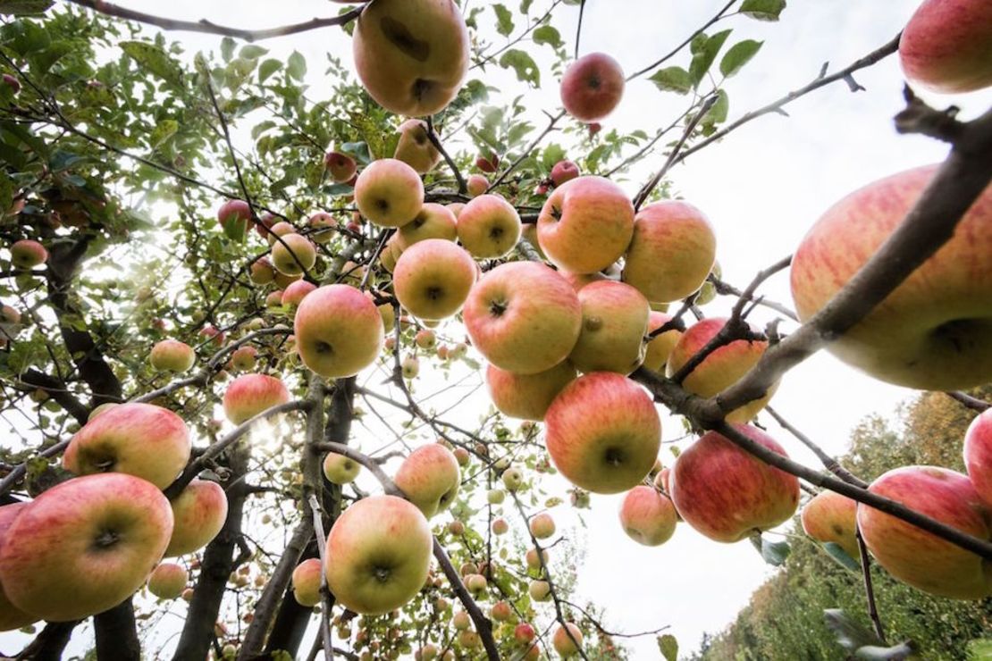 CNNE 501406 - germany-agriculture-apple