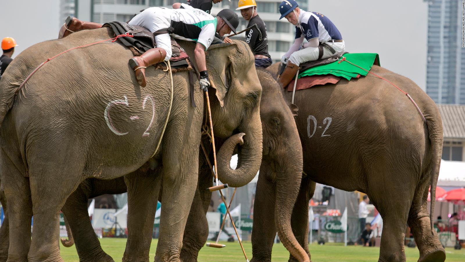 Polo con elefantes: ¿evento benéfico o maltrato animal? | CNN