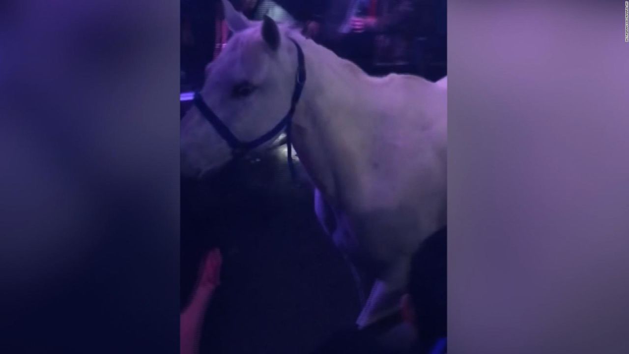 Video de un caballo en club de Miami desata investigación por crueldad  animal | CNN