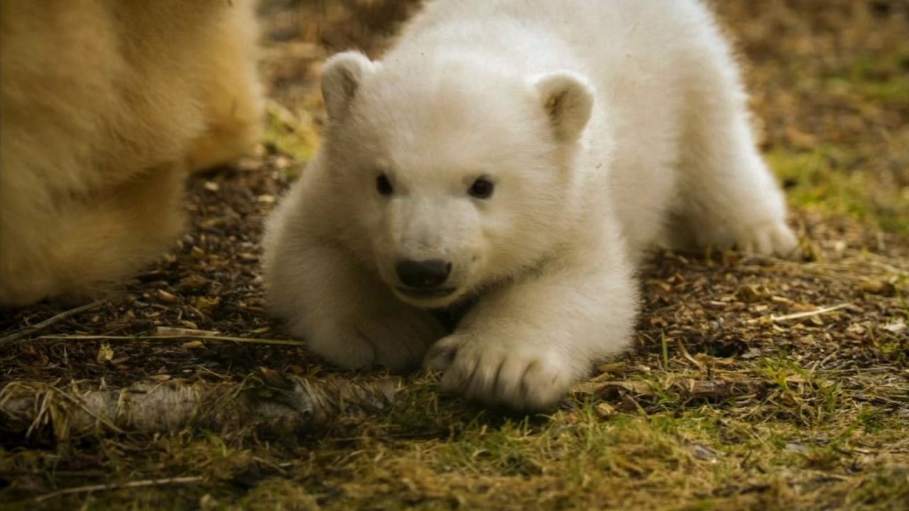 CNNE 507679 - oso polar reino unido