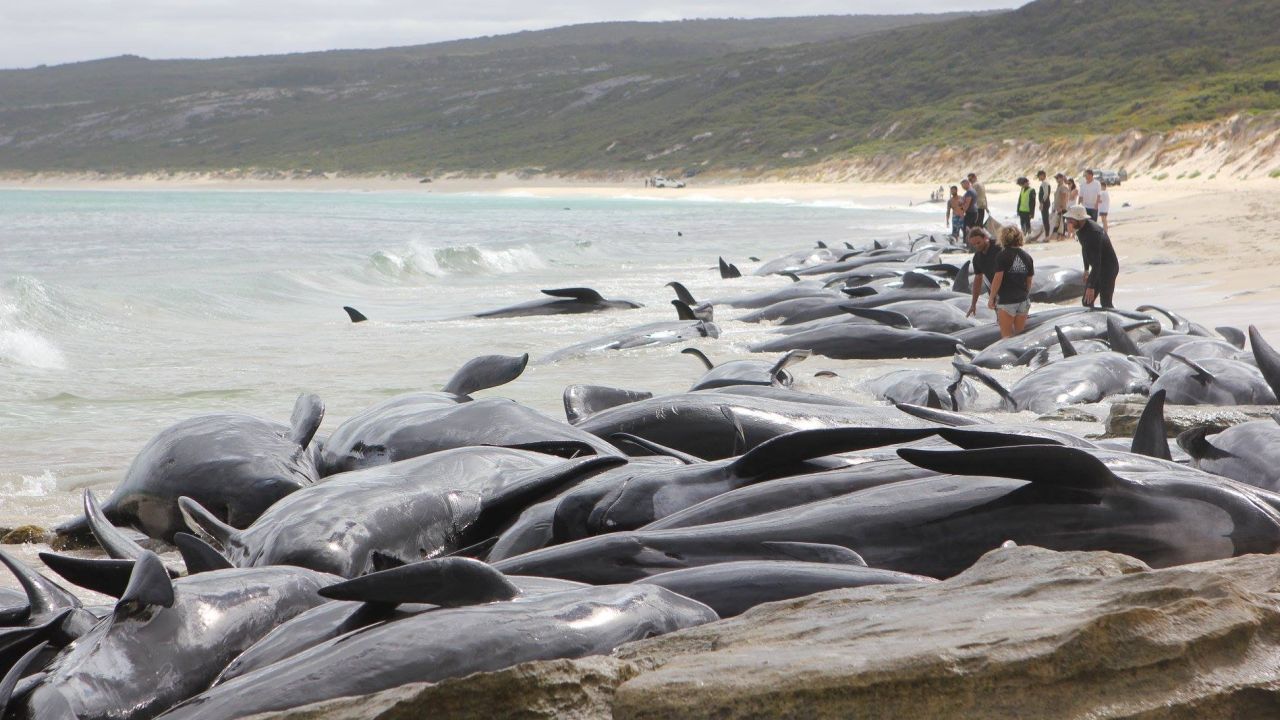 More than 150 short-finned pilot whales have stranded en masse at Hamelin Bay, 10km north of Augusta early Friday 23 March. Staff, with veterinary assistance, worked to ensure the welfare of the remaining live whales and the safety of everyone involved in the operation.