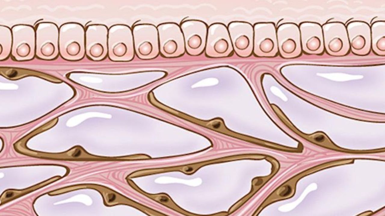 CNNE 509940 - descubren un nuevo "organo" en el cuerpo humano