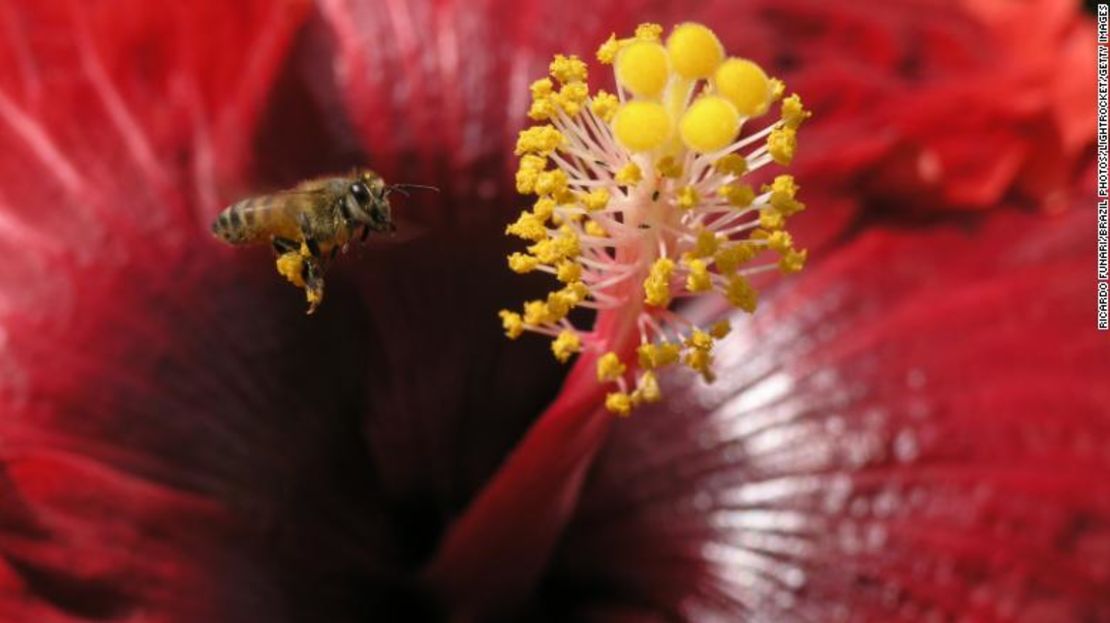 Una abeja poliniza una flor en Nova Friburgo, en el estado de Rio de Janeiro, Brasil.