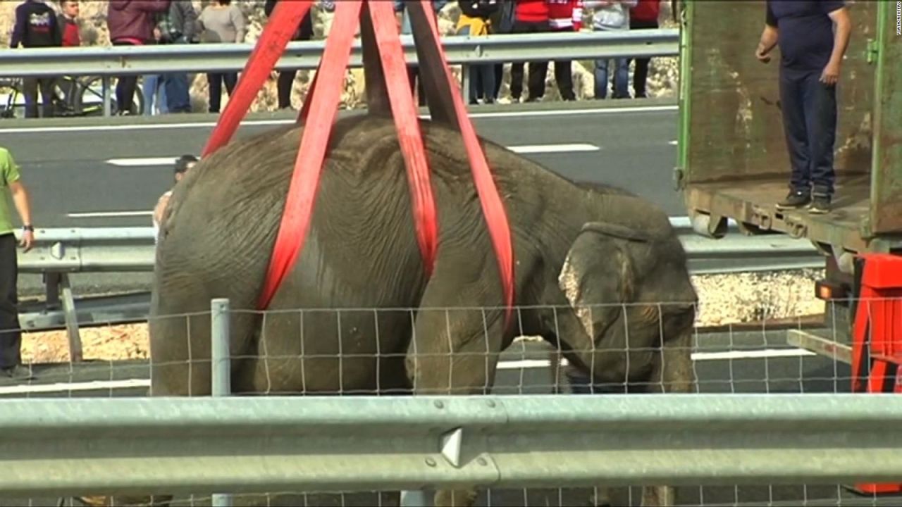 CNNE 511410 - un elefante muerto y dos heridos tras chocar el camion del circo