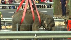 CNNE 511410 - un elefante muerto y dos heridos tras chocar el camion del circo