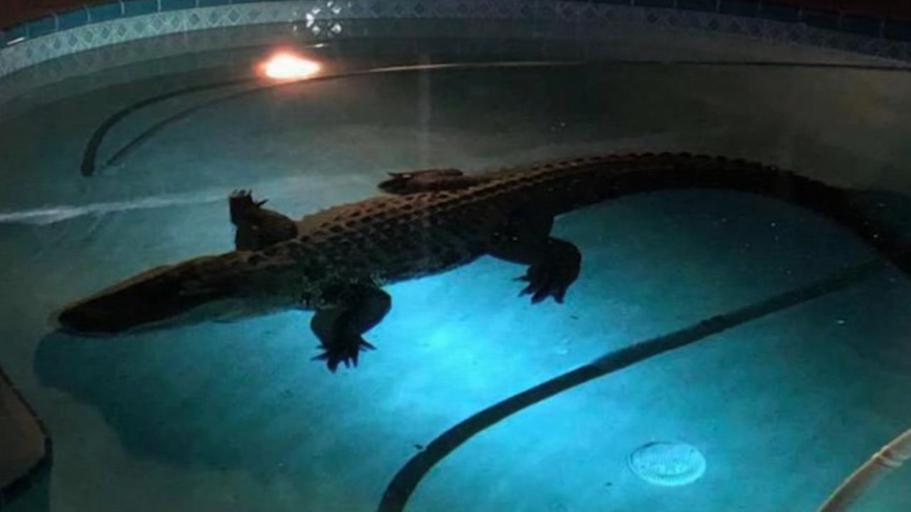 CNNE 511503 - #estonoesnoticia- hallan a cocodrilo nadando en una piscina