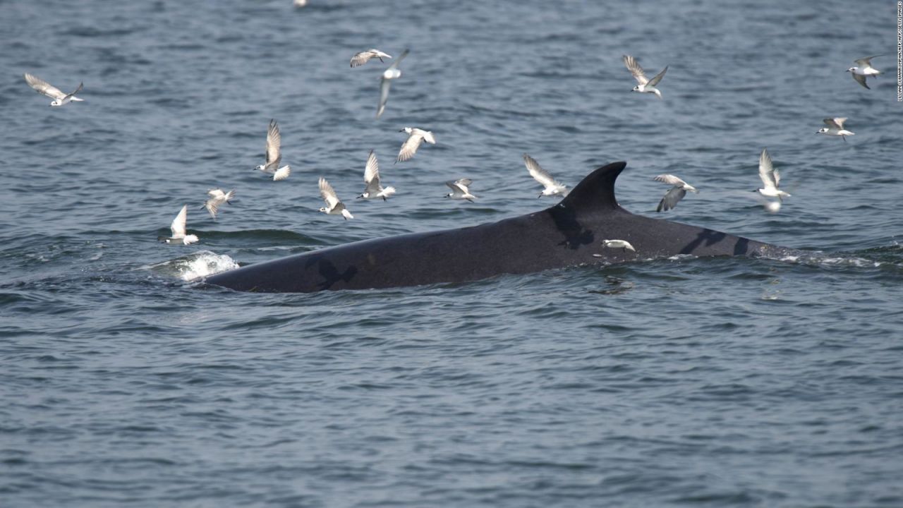 CNNE 512476 - #laimagendeldia- nuevas imagenes de ballenas rorcual