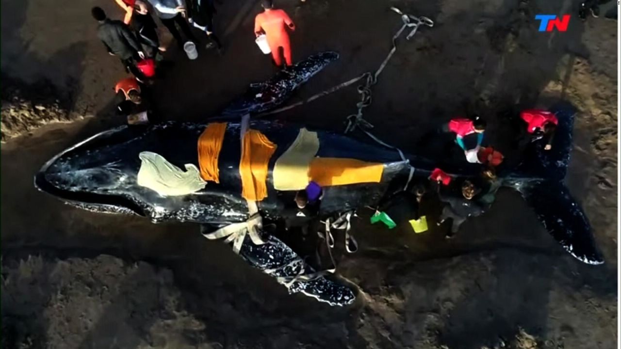 CNNE 512967 - operativo de rescate de ballena varada en mar del plata