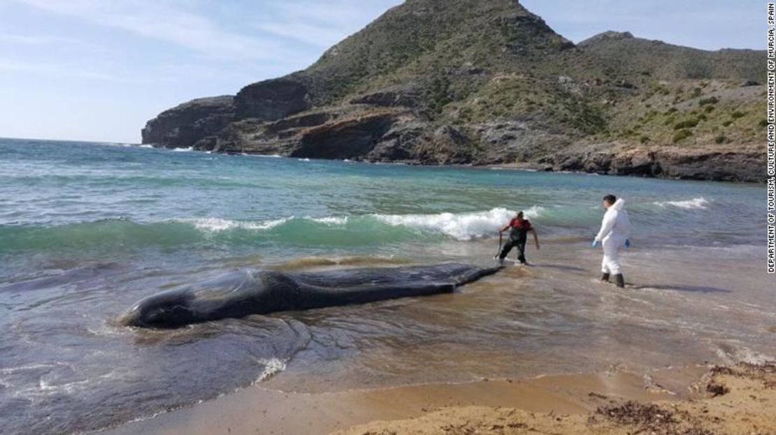 Un cachalote de 10 metros de largo apareció en una playa de Murcia, en el sureste de España.