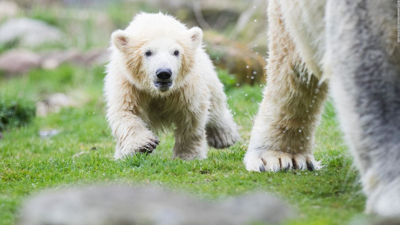 CNNE 515152 - #estonoesnoticia- el primer paseo de oso polar de 4 meses en alemania