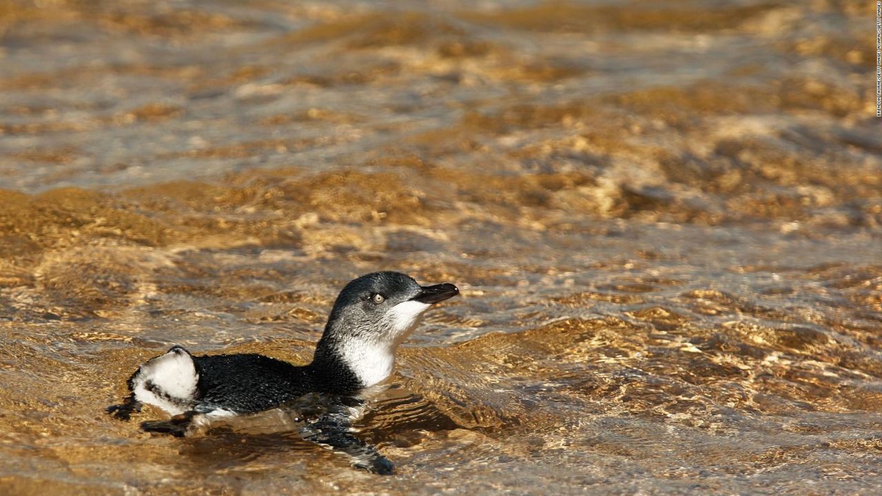 CNNE 516325 - #estonoesnoticia- liberan a cinco pinguinos en australia