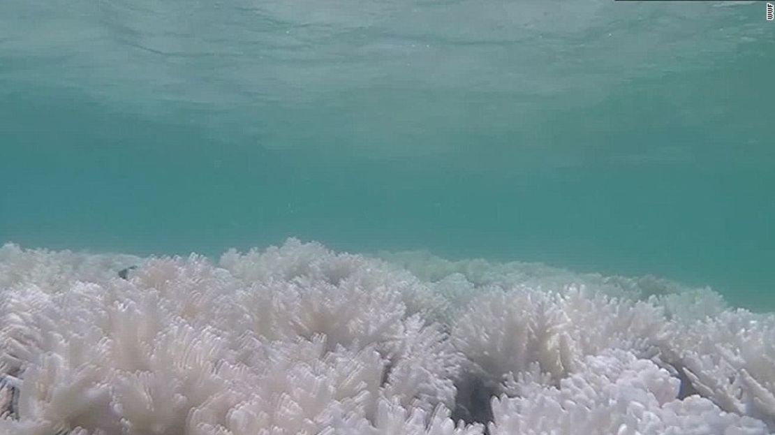 El blanqueamiento ocurre cuando las algas que viven dentro de los corales mueren. Todo apunta al calentamiento global.